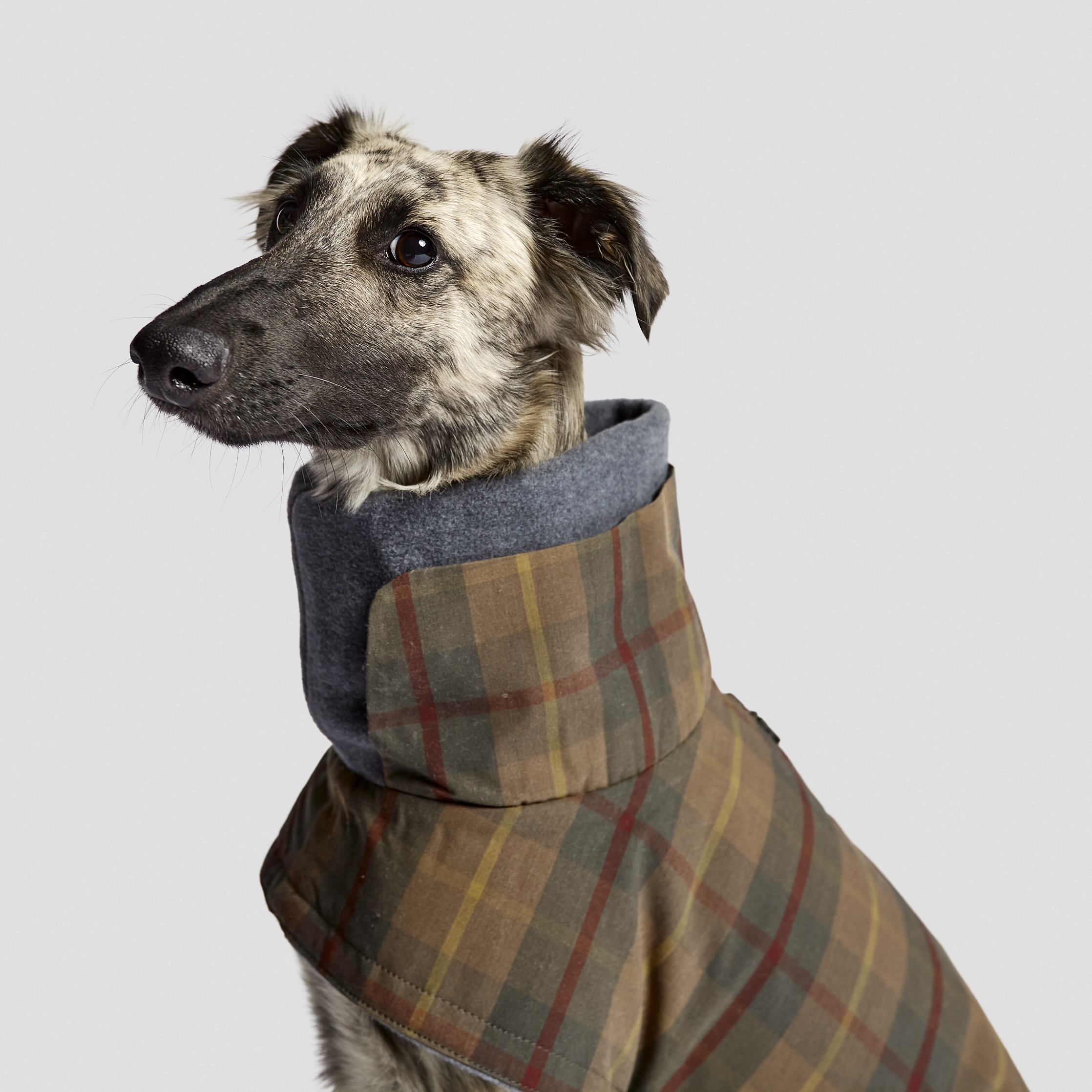 MUSE Design Winners - Dog Coat 